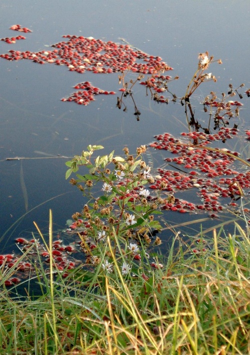 On Cranberry Pond Bed and Breakfast image 3