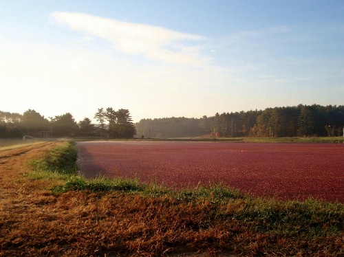 On Cranberry Pond Bed and Breakfast image 5
